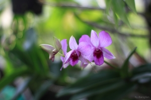 個人風格散景創作