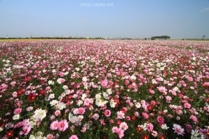 雲林莿桐孩沙里波斯菊~