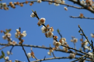 梅花滿山 2008 南投烏松崙