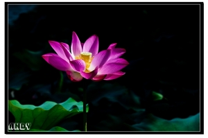 ※ 瘋荷日麗 ※