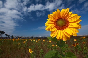 葵花寶典［二］