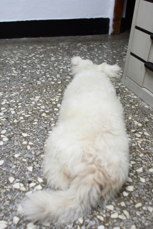 我家也有海洋公園表演