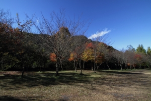 前進奧萬大，楓紅不太紅