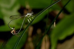 環紋琵蟌 Copera ciliata (Selys, 1863)