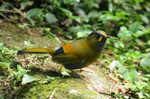 溪頭森林公園打鳥記