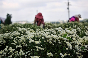 杭菊*銅鑼