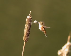 棕煌蜂鳥 Rufous Hummingbird