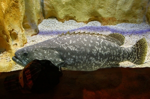 台北野柳海洋館