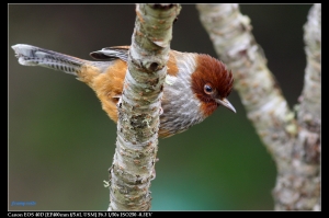 EF 400mm F5.6-台灣特有種 紋翼畫眉