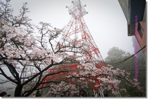 阿里山櫻花季