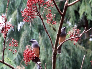 飛!飛!飛!黝!---白耳畫眉