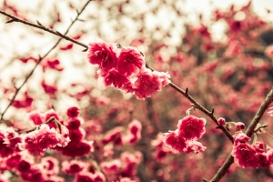 九族櫻花季