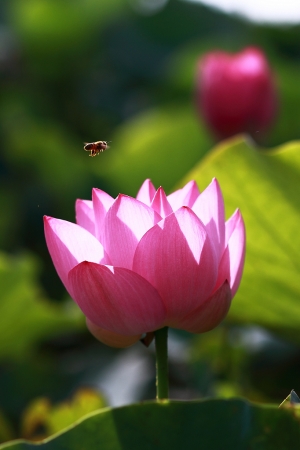 Sigma 85mm F1.4 我的首拍試鏡