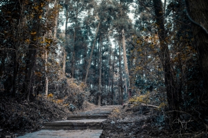 不一樣的陽明山