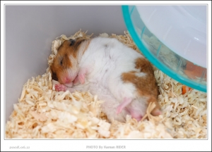 睡鼠了...第三集