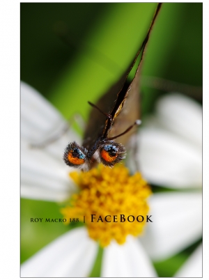 R O Y Macro 188 │ F a c e B o o k