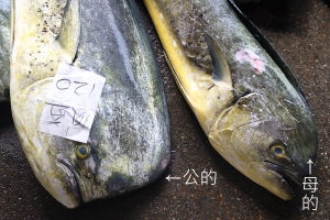 0120新港漁市隨拍