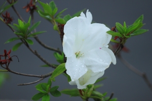 Jian66~~閒逛隨拍......杜鵑花