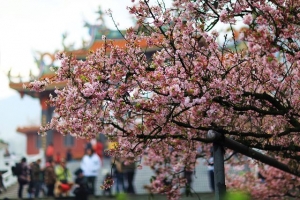 天元宮&湯瀨-賞櫻花