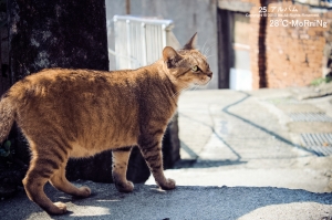 Good morning。侯硐