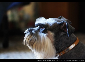 摩卡and櫻桃(我家的雪納瑞)