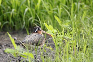 覓食＋淚奔彩鵴
