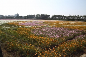 跟著大家去橋頭拍花海