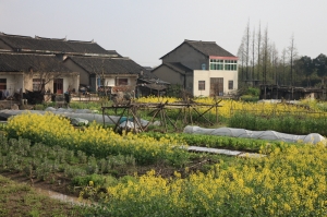 吳涇