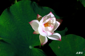 馬興荷3
