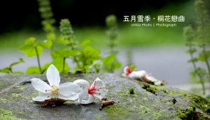 2010 桐花季．台北汐止汐碇路