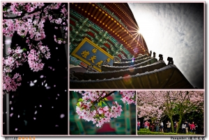 無極櫻花宴@淡水天元宮