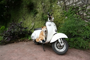 Vespa代言柴[一張流]