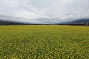 關山池上油菜花