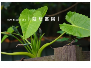 R O Y Macro 1 8 2 │ 隨 想 富 陽