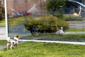 鏡子裡的那傢伙是誰!!?? (一張流)