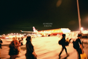 。紅刺蝟在大馬。