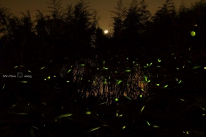 尋夜光芒 幻夢流螢