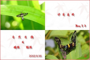台中Wang~~自然隨拍……姬蛛、貓蛛、蟻