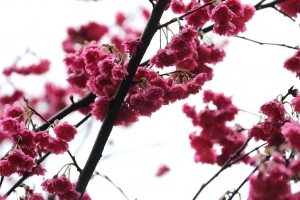 中正紀念堂的櫻花