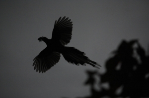 鳥兒亂亂拍