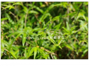 ROY Macro 185 │ 蜓 蜓 欲 立