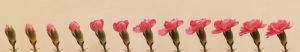 最长的作品：Bloomin'!!     (GIF制成!!)