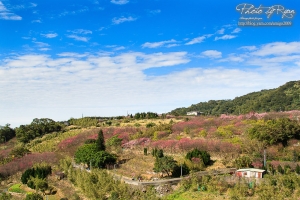 美爆了！平等里櫻花！～