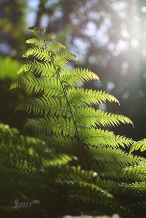 植物園隨拍 --- Howado