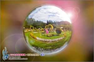 士林官邸菊展‧宙玉拍攝