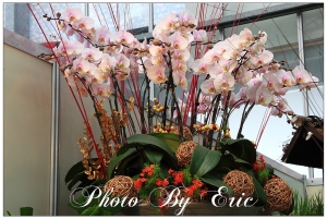 2011台灣國際蘭展