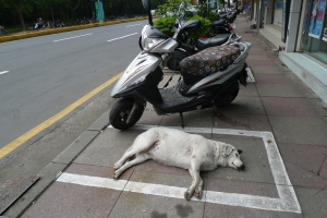 Parking Dog