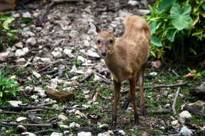 那天下午我在新山動物園