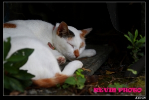猴硐貓村看貓去!!