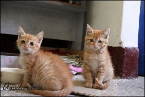 咖與啡的成長史